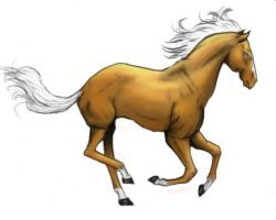Cheval café-au-lait