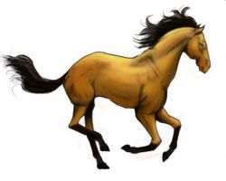 Cheval isabelle