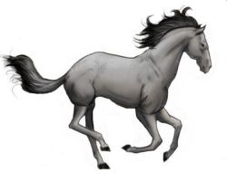 Cheval souris